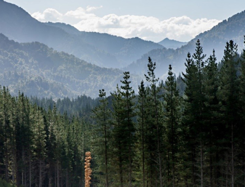 Forestry: A growing industry vital to our wellbeing
