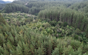 HCV Area in Emerald Hills Forest Gisborne